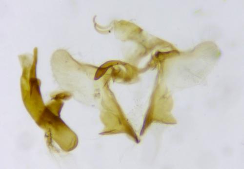 Aethes margarotana